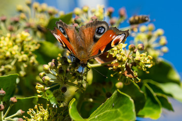 Tagpfauenauge auf Efeublüten im Herbst