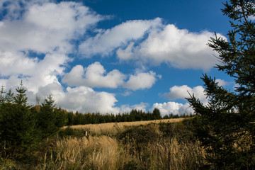 Obraz premium Herbstwald