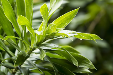 green leaves background