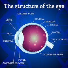 Human eye anatomy structure.Medical manual for ophthalmology clinic,vector illustration.Iris,pupil,lens,nerve,macula,retina,cornea on blue dna chain wallpaper for optician clinic.Medical infographics