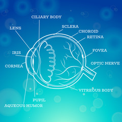 Human eye anatomy structure.Medical infographics for ophthalmology clinic,vector illustration.Iris,pupil,lens,nerve,macula,retina,cornea on eye anatomy for optometry clinic.Medical infographics