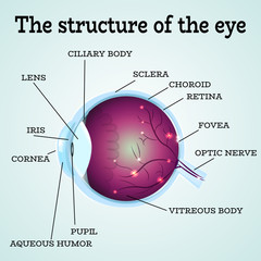 Human eye anatomy structure.Medical infographics for ophthalmology clinic,vector illustration.Iris,pupil,lens,nerve,macula,retina,cornea on eye anatomy for optometry clinic.Medical infographics