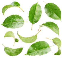 Apple leaf isolated