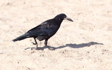 black crow on the sand