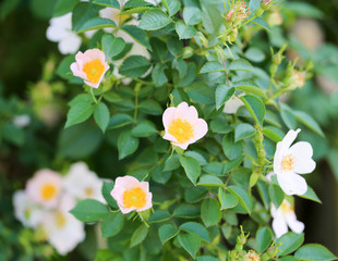 beautiful flowers on the bush outdoors