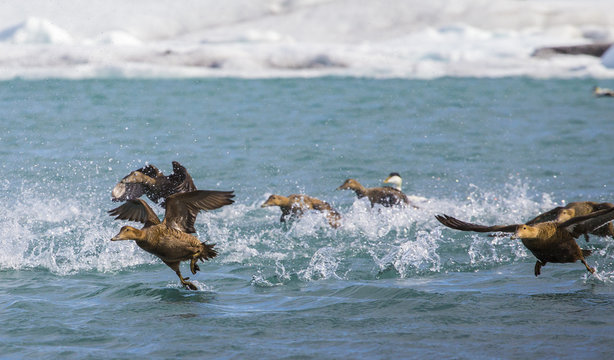 Eider ducks taking off for flight on an arctic lake with splashing water and spread wings
