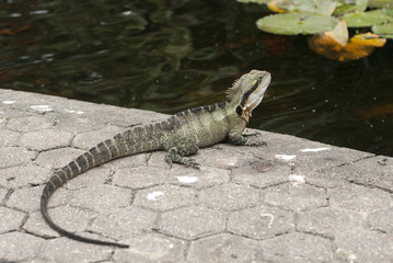 Lizard Sunning On Paving