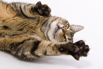 Cat spreading out claws ìsolated on white background