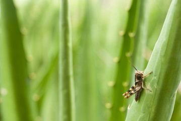 Cricket on aloe vera