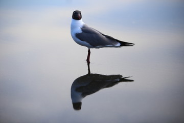 Solitary Seagull