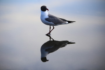 Solitary Seagull