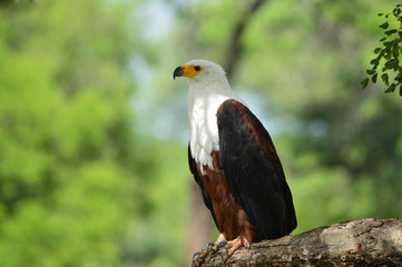 Weißkopf-Adler aus Südafrika sitzt auf Baum 1