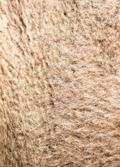 camel wool as background