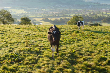 Cows on a farmland overlooking Axe Valley in Devon