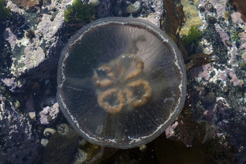 Transparent jellyfish in the sea water. The Sea of Okhotsk, Koni peninsula, Magadan Oblast, Russia. - obrazy, fototapety, plakaty
