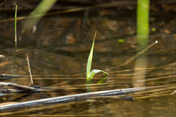 leaves of reeds in water