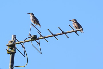 Starlings standing on an aerial against blue sky