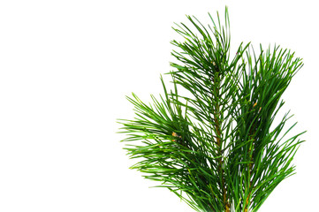 pine branch on a white background