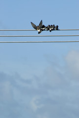 Wild birds perched on an electric wire