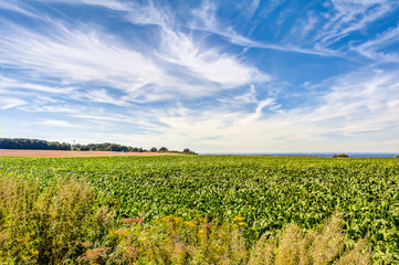 Fototapeta na wymiar Agricultural area in Germany