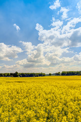 Yellow oilseed rape field