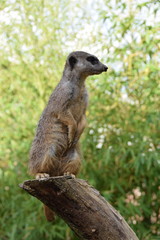 Obraz premium meerkat