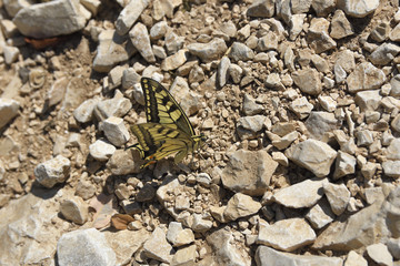 A day butterfly (Hesperiidae–Nymphalidae) sitting on a stony path,picture from right side.