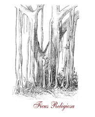 Ficus religiosa is a large dry season-deciduous or semi-evergreen tree up to 30 mt. tall with green ripening to purple fruits (very small figs).