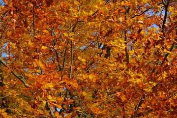 Bunte Blätter am Baum 