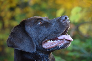 Labrador Retriever Kopf