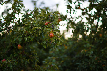 Harvesting Apples in Autumn