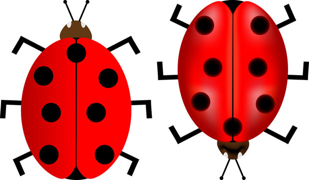 ladybird, ladybug,Ladybird vector illustration,