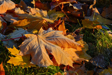 yellow maple leaves