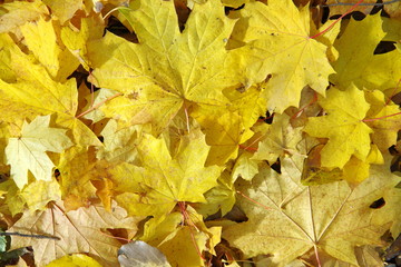 Fototapeta na wymiar The land is covered with a yellow blanket of fallen leaves.