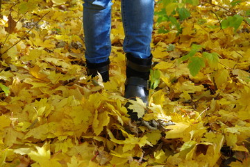 Steps autumn. The land is covered with a yellow blanket of fallen leaves.