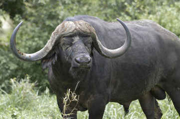 Büffel schaut böse in Südafrika 2