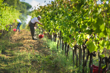 Italian grape harvest for wine in Tuscany. - obrazy, fototapety, plakaty