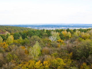 Multicolored leaves on a trees on autumn