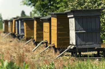 Fototapeta na wymiar Bee hives on summer afternoon
