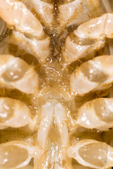 Crayfish as a background. macro