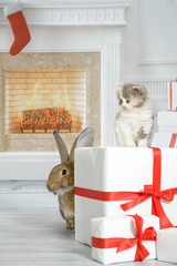 Ein Hase versteckt sich hinter einem Paket auf dem eine kleine Baby Katze sitzt in einem weihnachtlichen Wohnzimmer.