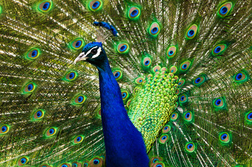 Fototapeta na wymiar Peacock showing off feathers