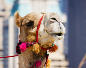 Head of a camel