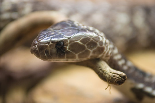 Portrait of a Cobra snake