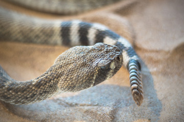 Rattlesnake ( crotalus) close up view