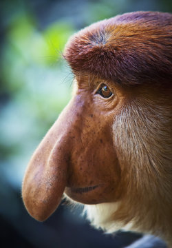 Proboscis monkey (nasalis larvatus);Borneo