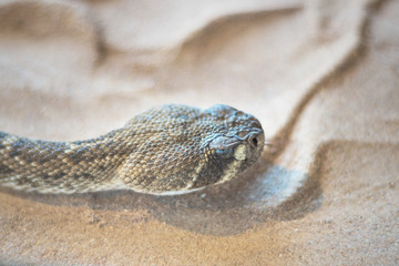 Rattlesnake ( crotalus) close up view