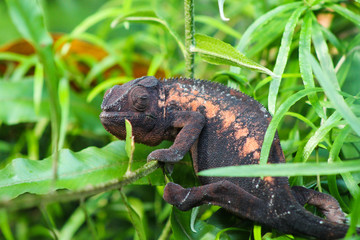 panther chameleon