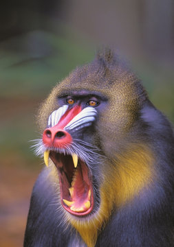 Roaring mandrill, Florida, USA