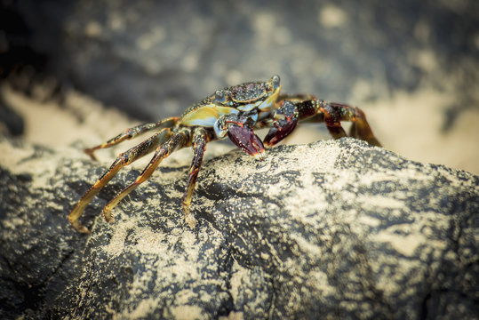 Crab on a rock in praia sancho;Fernando de noronha pernambuco brazil